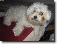 Bichon á poil frisé, Bichon Frise