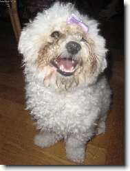 Bichon á poil frisé, Bichon Frise