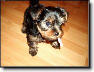 Jorkšírský terier, Yorkshire Terrier,