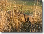 Weimaraner, Weimaraner Vorsterhund
