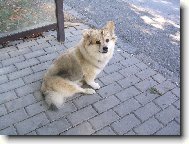 Deutscher spitz - Mittelspitz, German Spitz Medium size Spitz