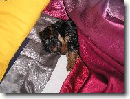 Jorkšírský terier, Yorkshire Terrier,