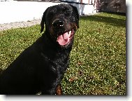 Rottweiler