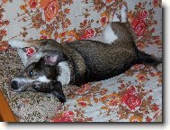 Chinese Crested Dog
