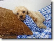 Poodle, Caniche