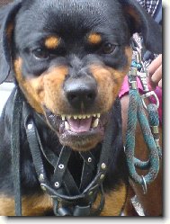 Rottweiler