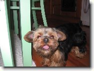 Jorkšírský terier, Yorkshire Terrier,