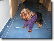 Jorkšírský terier, Yorkshire Terrier,