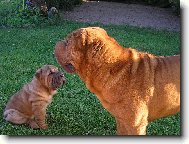 Shar-Pei