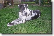 Deutsche Dogge