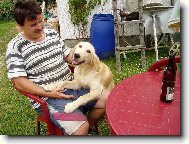 Golden Retriever