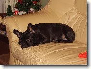 Bouledogue francais, French Bulldog