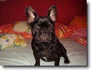 Bouledogue francais, French Bulldog