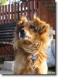 Poodle, Caniche