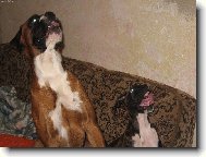 Deutscher Boxer