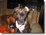 Deutscher Boxer