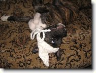 Deutscher Boxer
