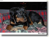 Rottweiler