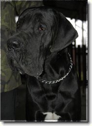 Deutsche Dogge