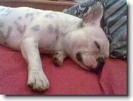 Bouledogue francais, French Bulldog