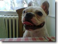 Bouledogue francais, French Bulldog