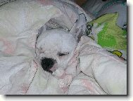 Bouledogue francais, French Bulldog