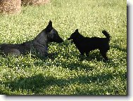 Chien de Berger Belge - Malinois