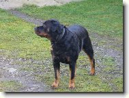 Rottweiler