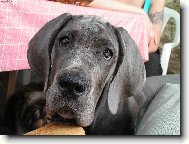 Deutsche Dogge