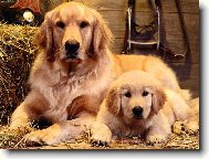 Golden Retriever