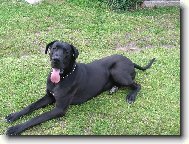 Deutsche Dogge