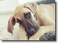 Deutsche Dogge