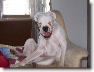 Deutscher Boxer