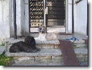 icu, Shih-Tzu