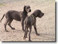 Deutsche Dogge