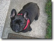Bouledogue francais, French Bulldog