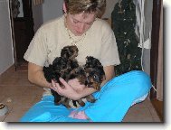 Jorkšírský terier, Yorkshire Terrier,