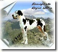 Deutsche Dogge
