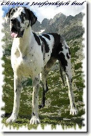 Deutsche Dogge