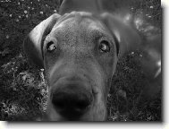 Deutsche Dogge