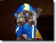 Jorkšírský terier, Yorkshire Terrier,