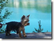 Jorkšírský terier, Yorkshire Terrier,