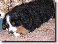 Berner Sennenhund