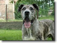 Deutsche Dogge
