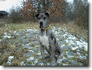 Deutsche Dogge