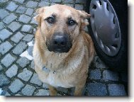 Chien de Berger Belge - Malinois