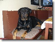 Rottweiler