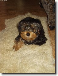 Jorkšírský terier, Yorkshire Terrier,
