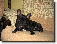 Bouledogue francais, French Bulldog