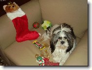 icu, Shih-Tzu